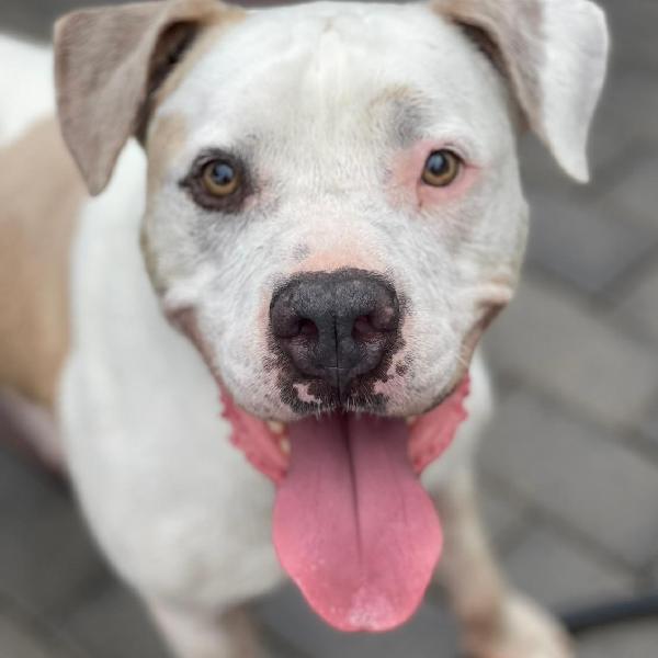 MAMBO BELLISSIMO PIT Foto 7